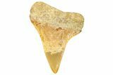 Fossil Mako Shark Tooth - Dakhla, Morocco #365235-1